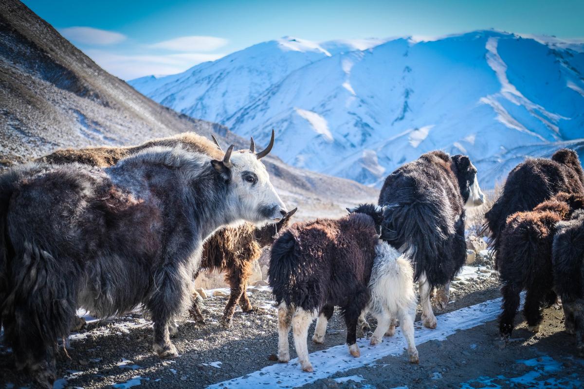 A herd of Yaks on the Altai mountain pass, near the border of Kazakhstan and Russia